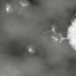 Eutanasia;dret a decidir al final de la vida