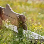 Banc de fusta enmig d’un camp florit, buit i envoltat de llum natural